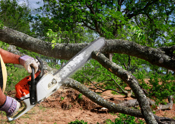 Trusted Harlan, IN Tree Services Experts